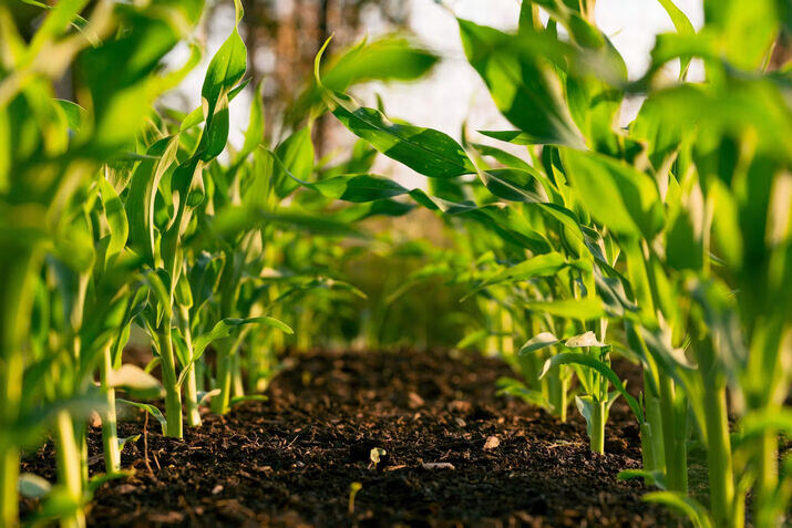 HalloMandi: Transforming Agricultural Trade with Digital Innovation